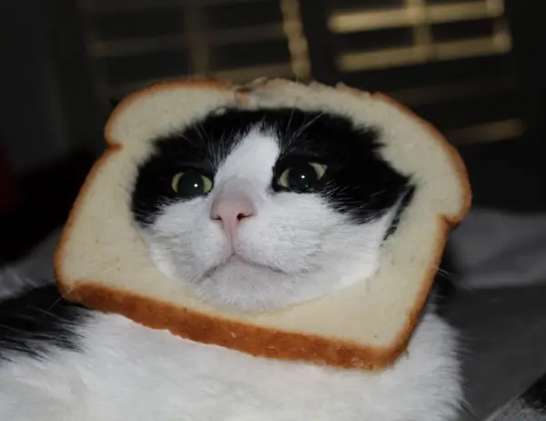 bread cat